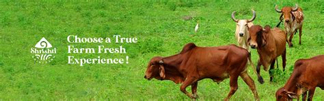 Shrishti A2 Milk | Farm Fresh Certified A2 milk