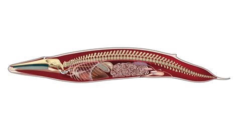 Blue Whale Heart Dissection The Blue Whales Heart Is So Big That A