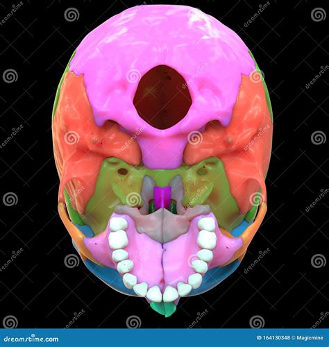 Skull a Part of Human Skeleton System Anatomy Superior View Stock ...