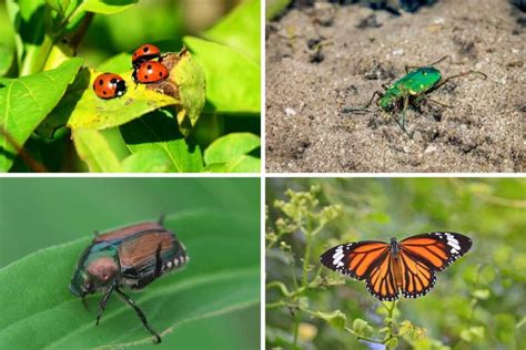 Image result for Class Insecta Real Life Examples