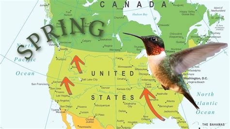 Image result for Hummingbird Migration Tracking Map