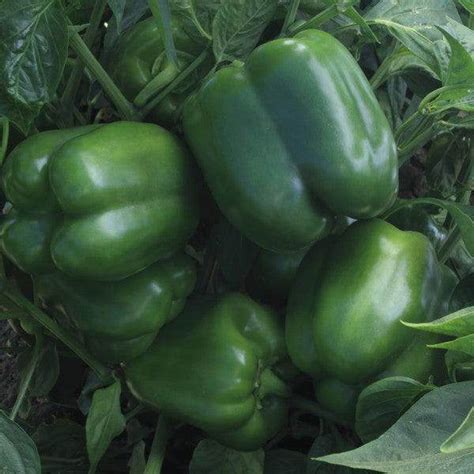 Seminis - High-Quality Vegetable Seeds for Commercial Growers | Farmers ...