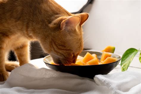 Can Cats Eat Oranges
