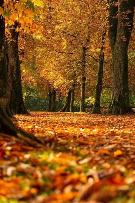 Image result for Beautiful Autumn Fall