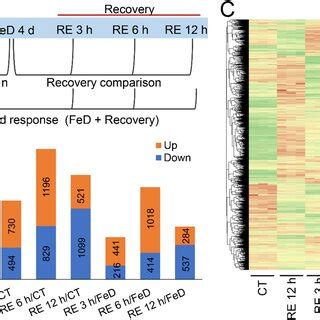 Image result for Transcriptome Analysis