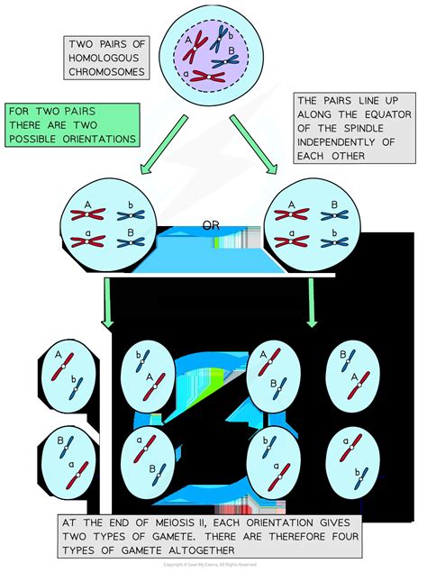 Independent Assortment Meiosis Cell Division