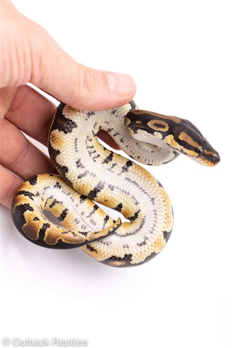 Image result for Za Reptiles Ball Python