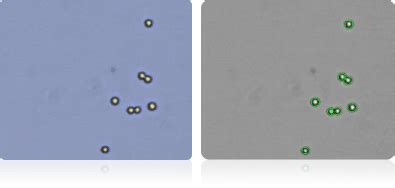 NCI-60 Cancer Cell Lines | Revvity