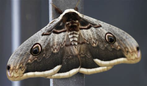 Alien Kind of Computer 的图像结果