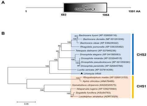 RNA Interference of Chitin Synthase 2 Gene in Liriomyza trifolii ...