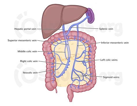 Ileocecal Junction Anatomy Large Bowel Intestines Anatomy