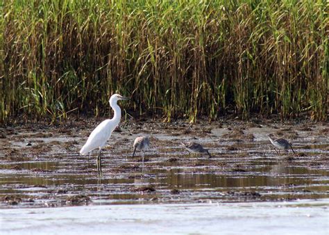 Five things to know about pluff mud in the SC Lowcountry | Hilton Head ...