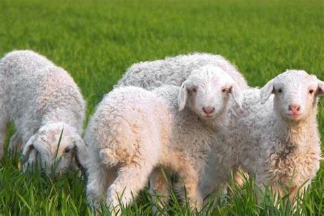 属羊的和什么属相最配（男、女） 属羊的几月出生最好 - 致富热