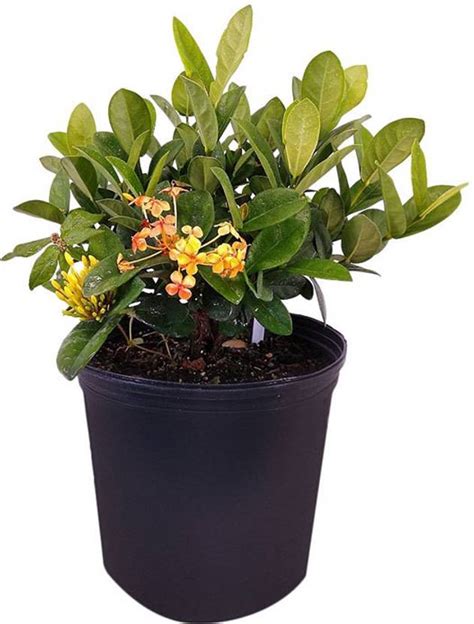 Plants Heaven Trothic Ixora/Chethi Plant Price in India - Buy Plants ...