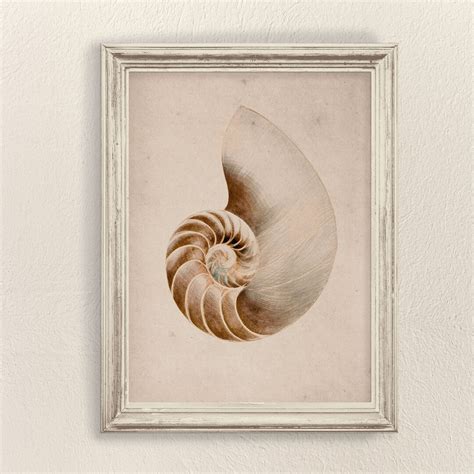 Image result for Sea Shells Prints