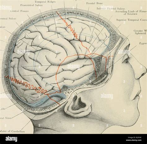 Parieto Occipital Fissure Figure 1 From Occipital Lobe Gray Matter