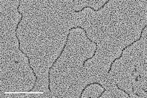 DNA Electron Microscope 的图像结果