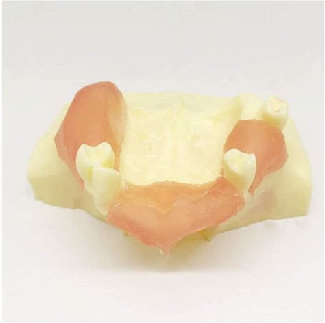 Buy Body Model Dental Teeth Study Teaching Model - Dental Teeth ...