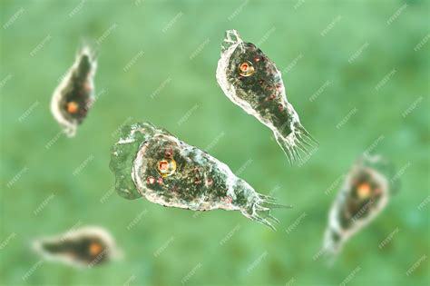 Premium Photo | Braineating amoeba infection naegleriasis trophozite infectious form of the ...