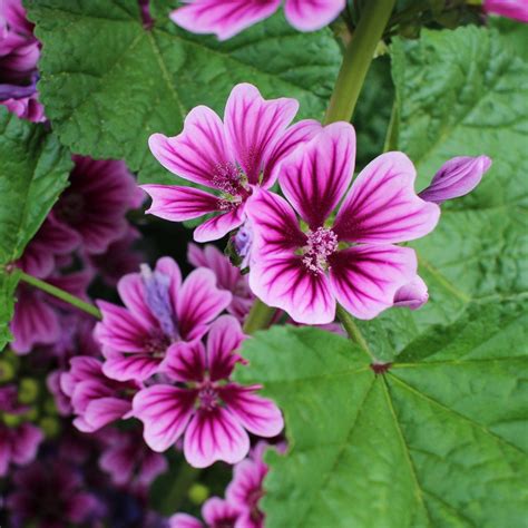 Malva Sylvestris