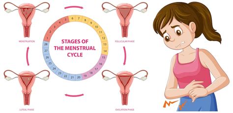 Menstrual cycle Images - Free Download on Freepik
