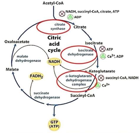 Regulation of The Citric Acid Cycle PDF Download
