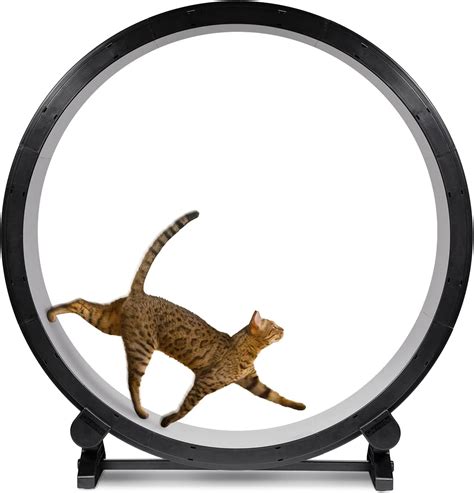 6 Best Cat Wheel Products To Keep Your Furry Friend In Shape