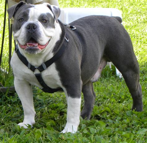 Alapaha Blue Blood Bulldog Pictures - Pictures Of Animals 2016