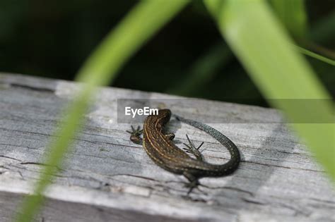 Browsing Animals 的图像结果