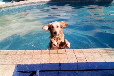 The Pawsh: Pets & More | LBB