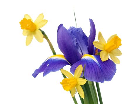 10 Flowers That Mean Hope - Petals And Hedges