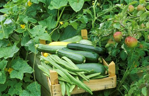 The Best Companion Plants for Pole Beans and Bush Beans
