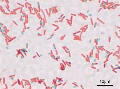 Bacillus subtilis Spore | Encyclopedia MDPI