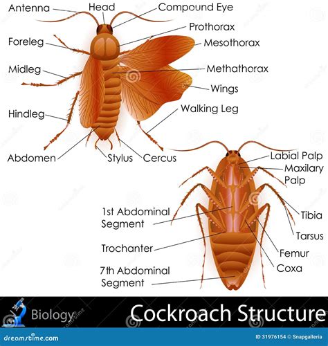 Dissection of Cockroach 的图像结果