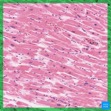 Skeletal Muscle Histology Flashcards | Memorang