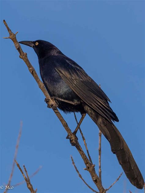 Big Bend, Texas – Mick Mac Travels