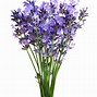 Image result for Beautiful Bluebells