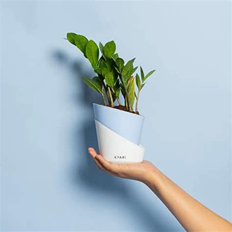 Ugaoo ZZ Plant, Zamia Air Purifer Plant With Self Watering Pot ...