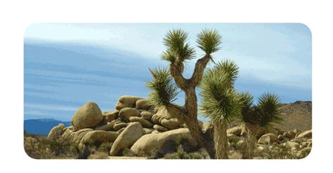 Image result for Ecosystem Structure and Function 12 NCERT