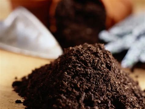 Image result for Tree Rot Treatment