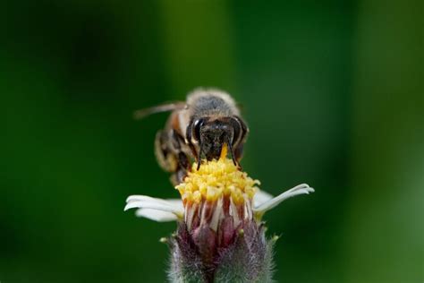 Image result for Bee Feeding Tips