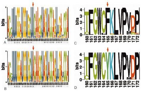 RNA Loop 的图像结果
