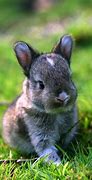 Image result for Bunch of Bunnies