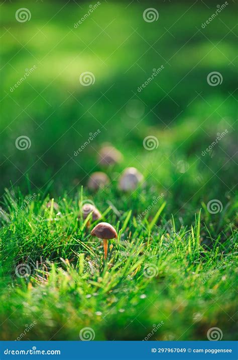 Portrait of Capped Mushrooms Growing in a Green Grass Lawn Stock Image ...