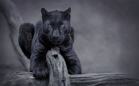 Pantera Negra Animal Wallpaper Hd Ver m s ideas sobre pantera animales ...
