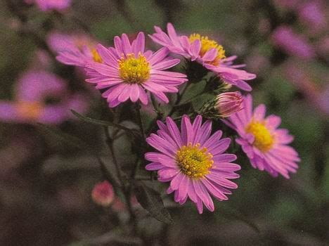 Emotional sincerity, spiritual meaning of flower, The Mother