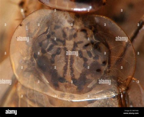 Cariblatta is a genus of cockroaches, with *imago* referring to the adult stage. The species is ...