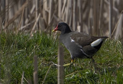 The common moorhen (Gallinula chloropus) | BirdForum
