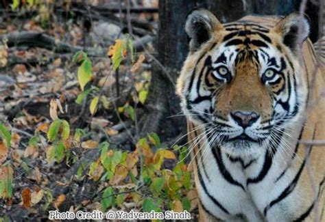 The Ranthambore Tiger Sawai Madhopur Rajasthan
