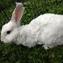 Image result for White Angora Rabbit